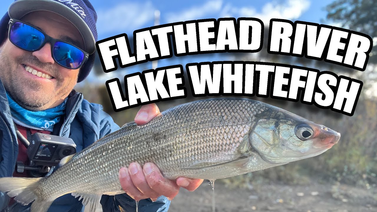 Уайтфиш из озера Флэтхед-Ривер-Ран