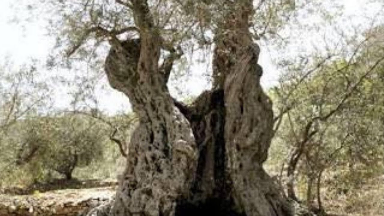 #20 The Terebinth Tree Of Moreh