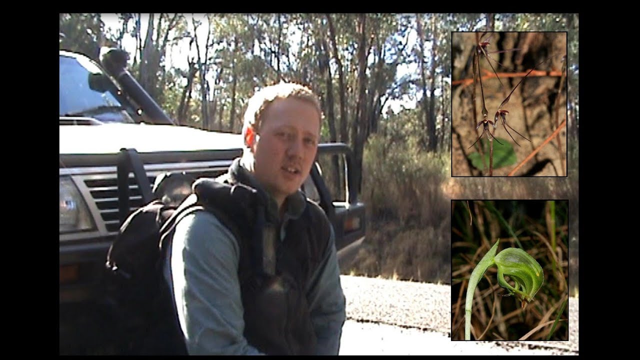 Orchid hunter Australia 1