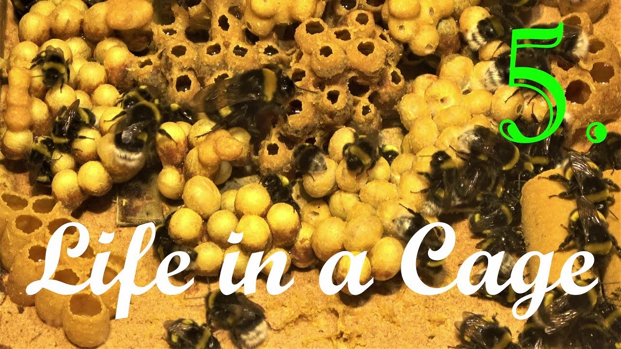 Bumblebees - Life in a Cage: Part 5/10 - 50th day of Breeding - 10 typical Bombus terrestris nests
