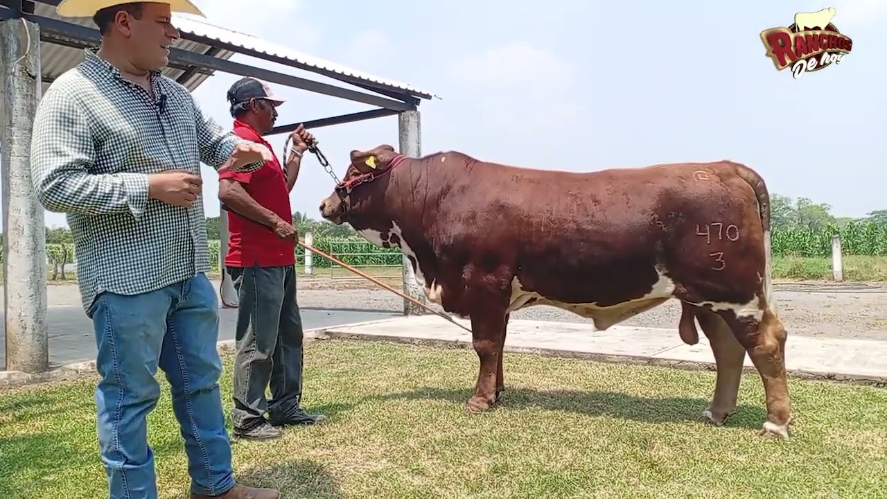 Rancho LAS PERLAS BEEFMASTER