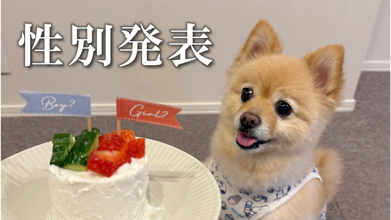 【性別発表】赤ちゃんの性別が判明したので発表します！