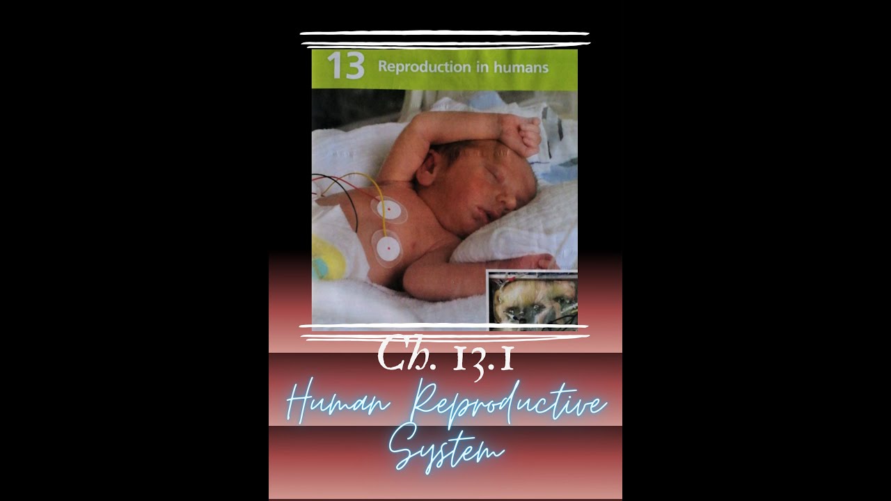 Biology｜Ch.13.1｜Reproduction in Humans 人類繁殖｜GoThrough｜Human Reproductive System