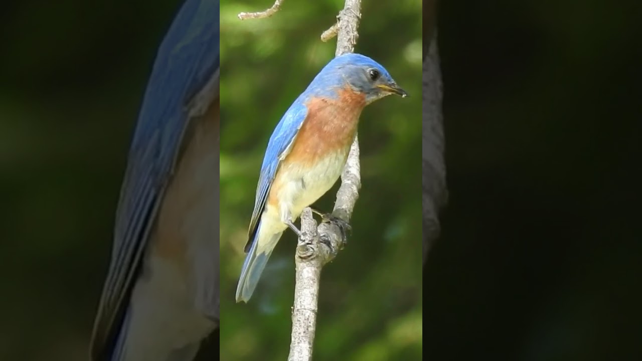 Getting Up Close with a Beautiful Male Eastern Bluebird