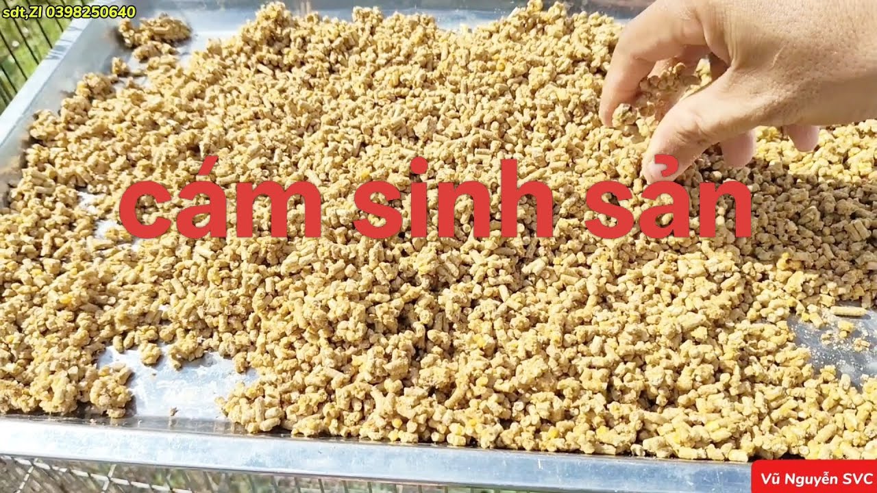 Làm cám chim sinh sản đơn giản nhưng rất hiệu quả, giảm nguy cơ tật lỗi ở chim non.