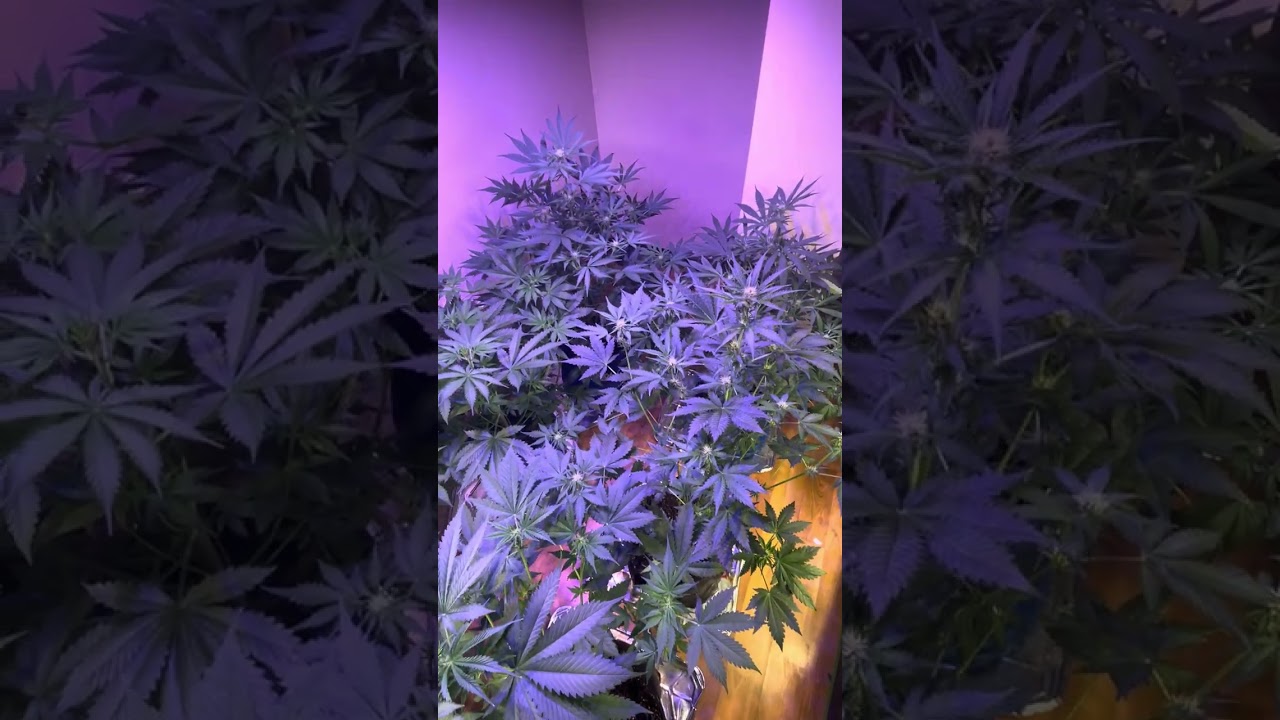 @AequeGenetics @greenrushnutrients 