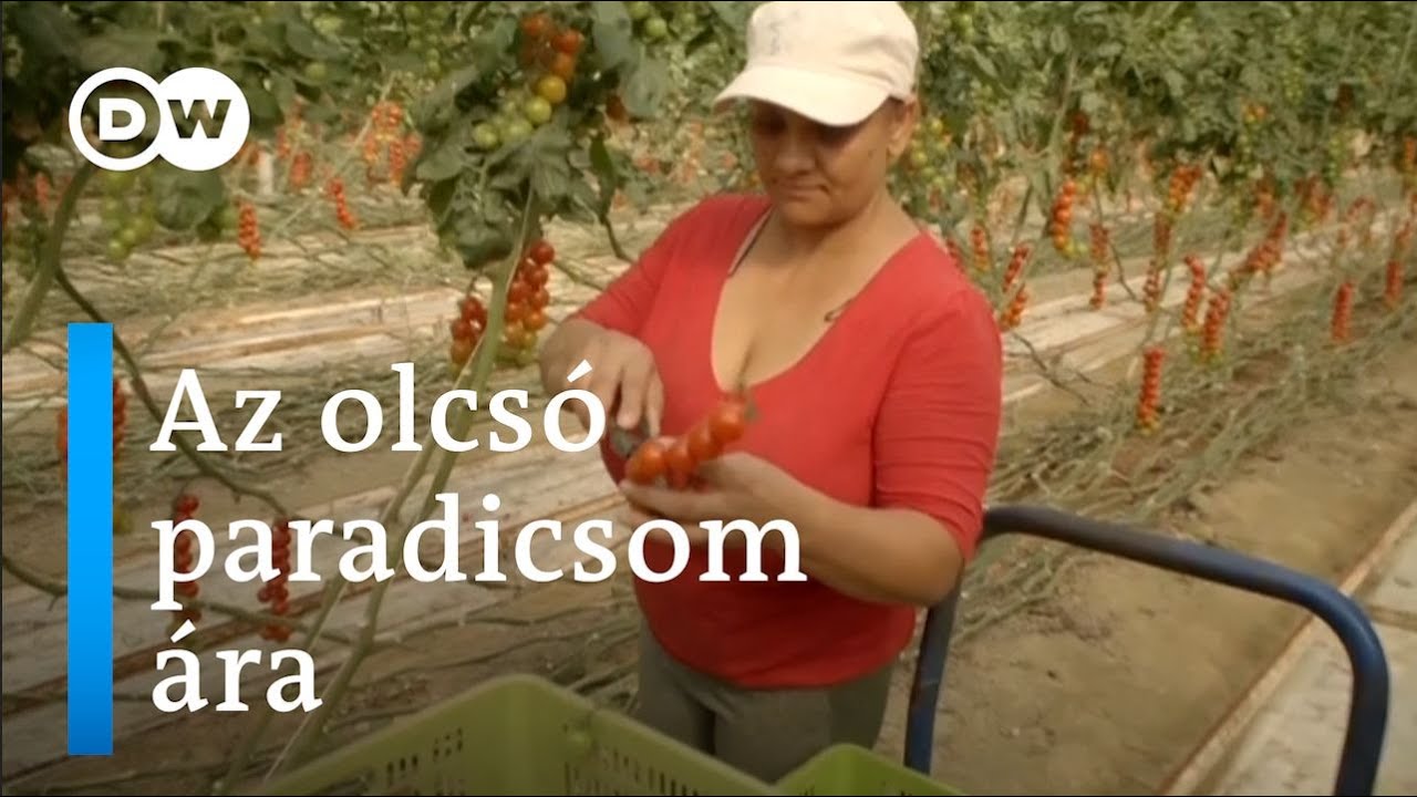 Mitől olcsóbb a spanyol paradicsom? | Feketemunka és kizsákmányolás Andalúziában