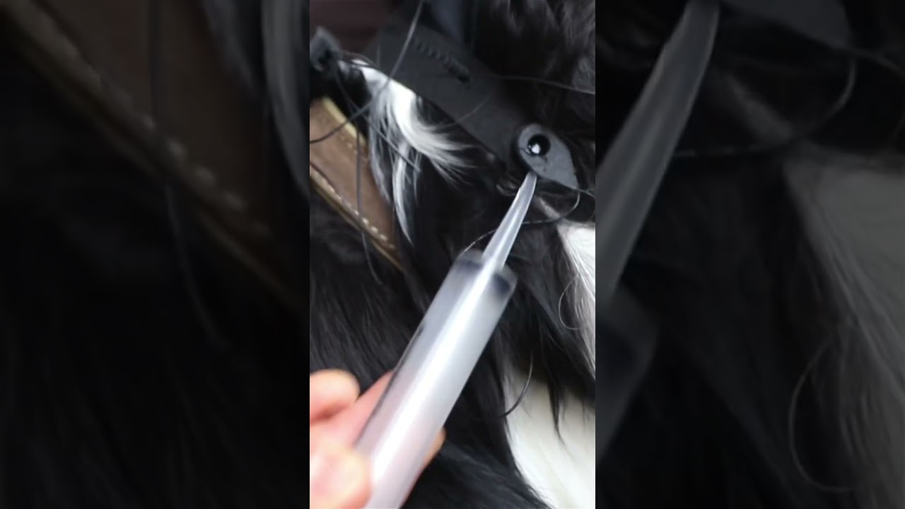 Unicorn bci-core recording EEG in dogs