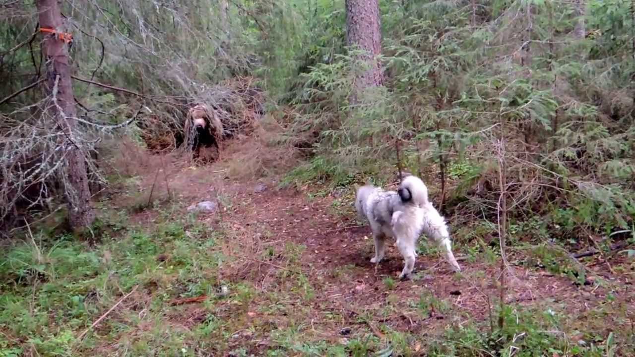 Norjanharmaa Mölli-poika kävi ensi kertaa karhun jäljillä ja haukkui Otsoa