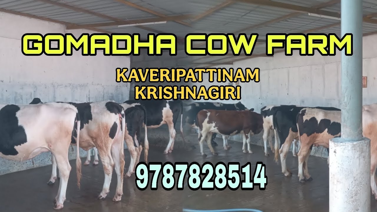 Gomadha Cow farm , kaveripattinam | 65,000 | 15-22  litre | 💯garenty