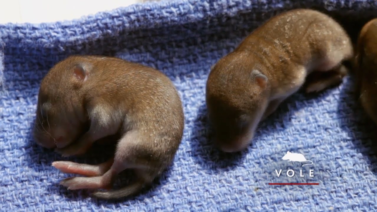 Caring for the tiniest orphans: Voles | Hope for Wildlife: The Webisodes