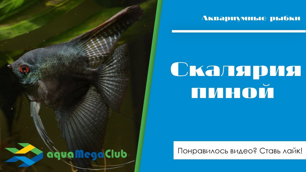 Настоящие скалярии 