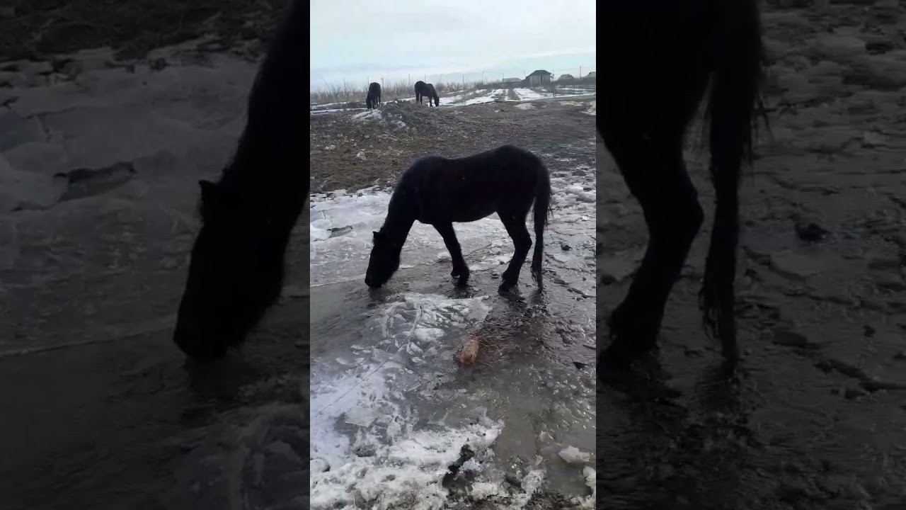 reallife #comedy #dance #horse #animals #pets #pony