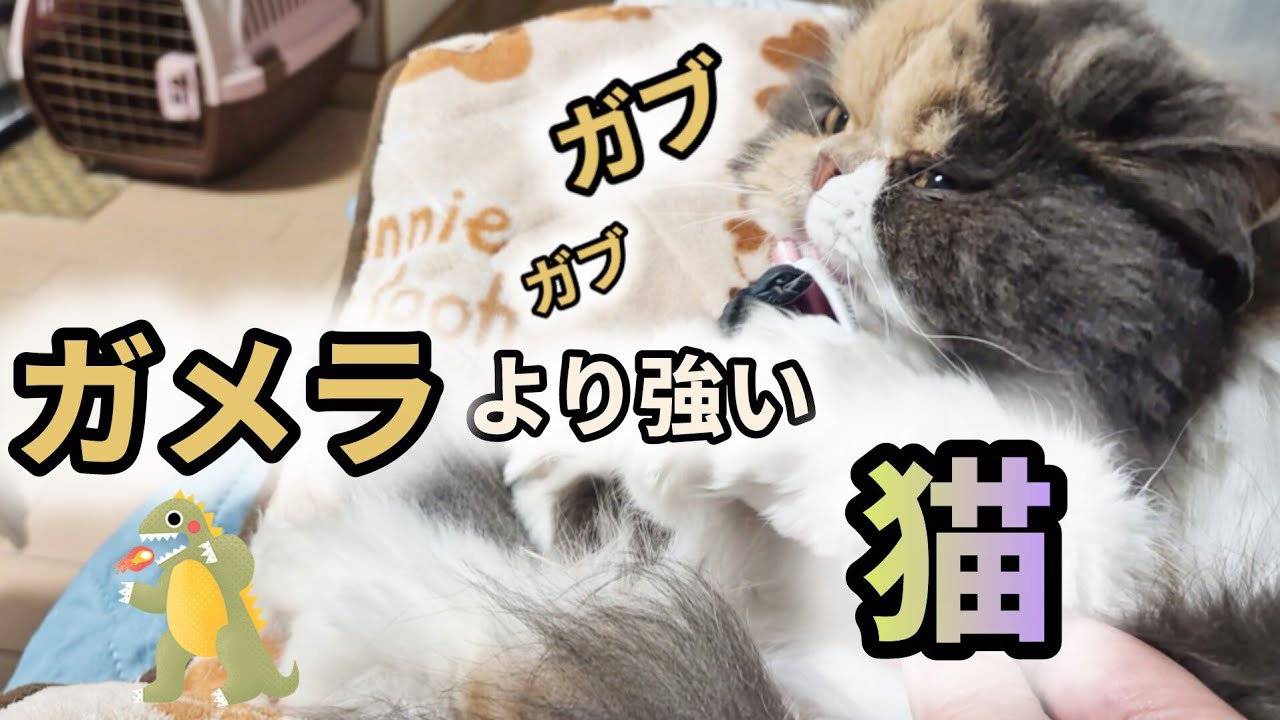 【チワワひめ＆ガメラ🐢より強い猫のプリン】日常🌈 💕🎶