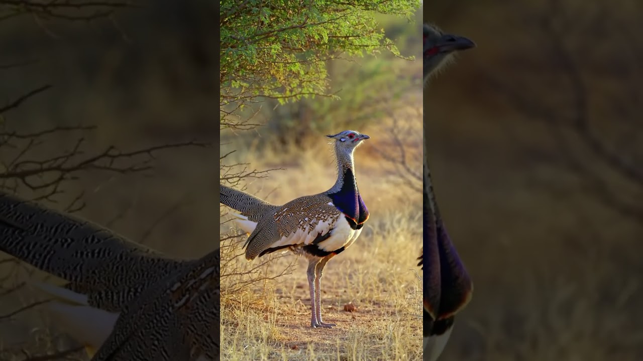 Great Indian Bustard Sound &mdash; Clear Field Recording of Ardeotis nigriceps  #birdsound #wildlife #asmr