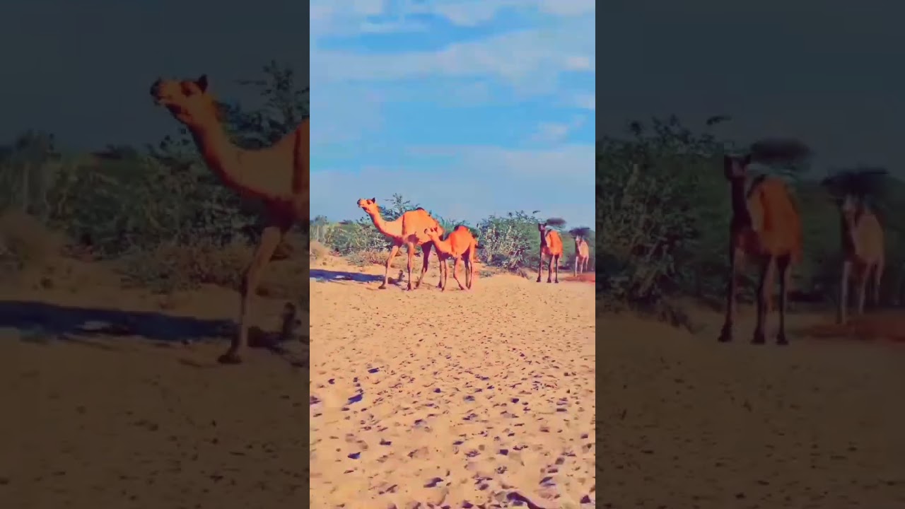 Beautiful thar camels #short #animals #camels #thar #sindhi #pakistan #wildlife #tharreels