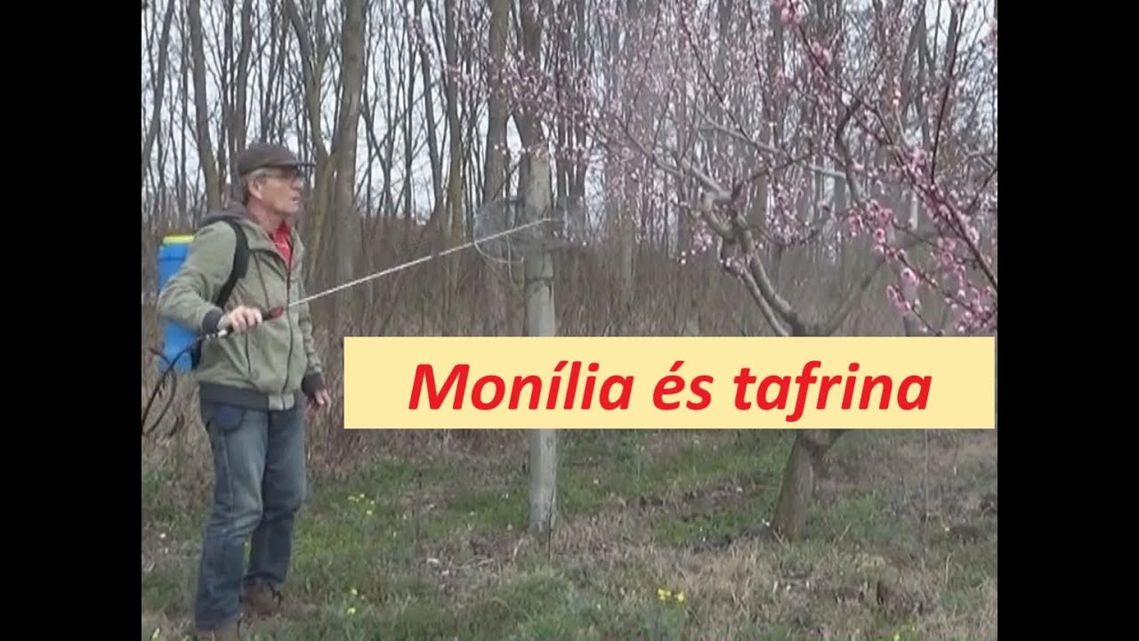 Tafrina és monília elleni védekezés öko szerekkel