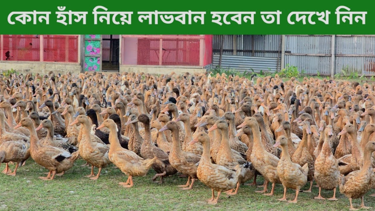 কোন হাঁস নিয়ে লাভবান হবেন তা দেখে নিন। ভাটি বাংলা হাঁসের খামার। 