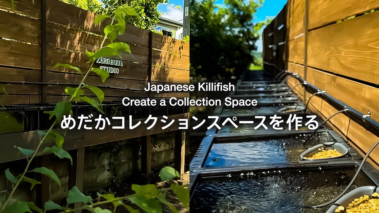 めだかのコレクションスペースをすべて手作りする/DIY/メダカ/Japanese killifish/vlog/