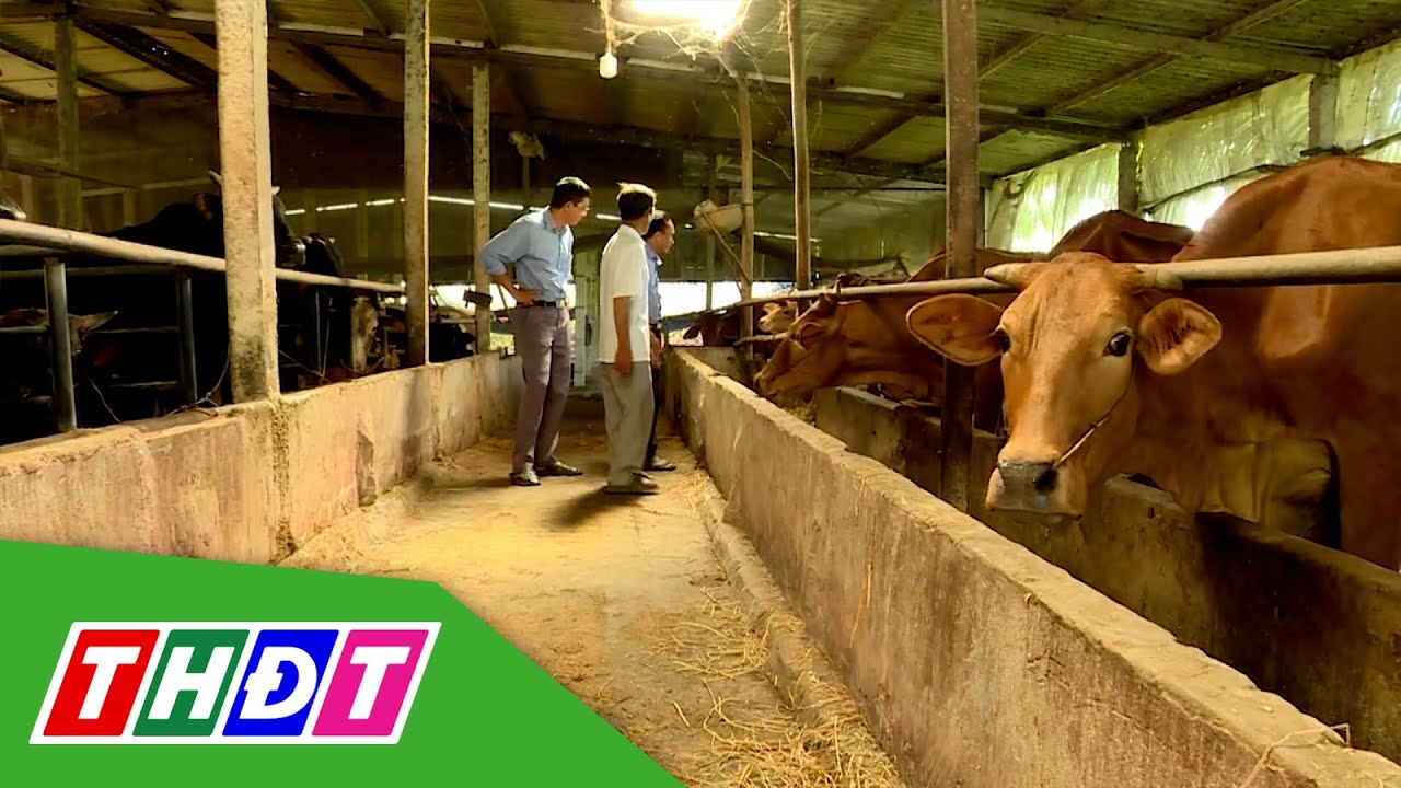 Mô hình chăn nuôi bò tuần hoàn | THDT