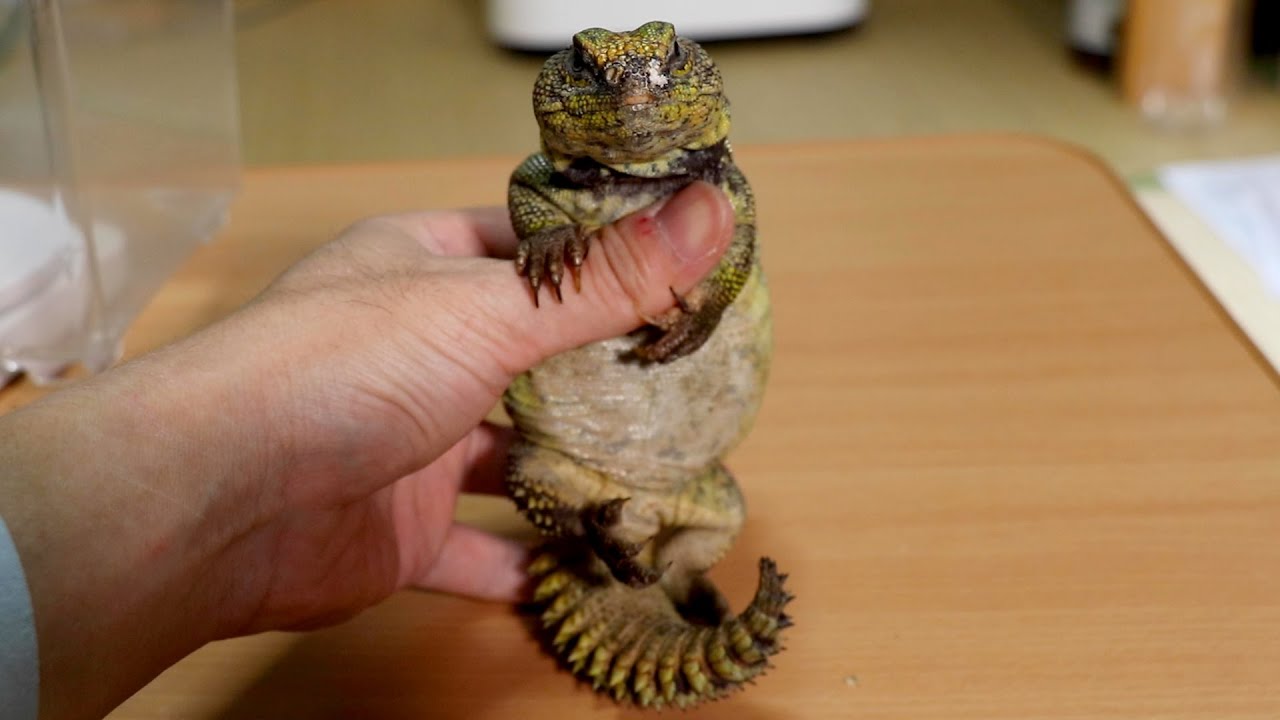 なんだこのおっさんトカゲは！【トゲオアガマ】