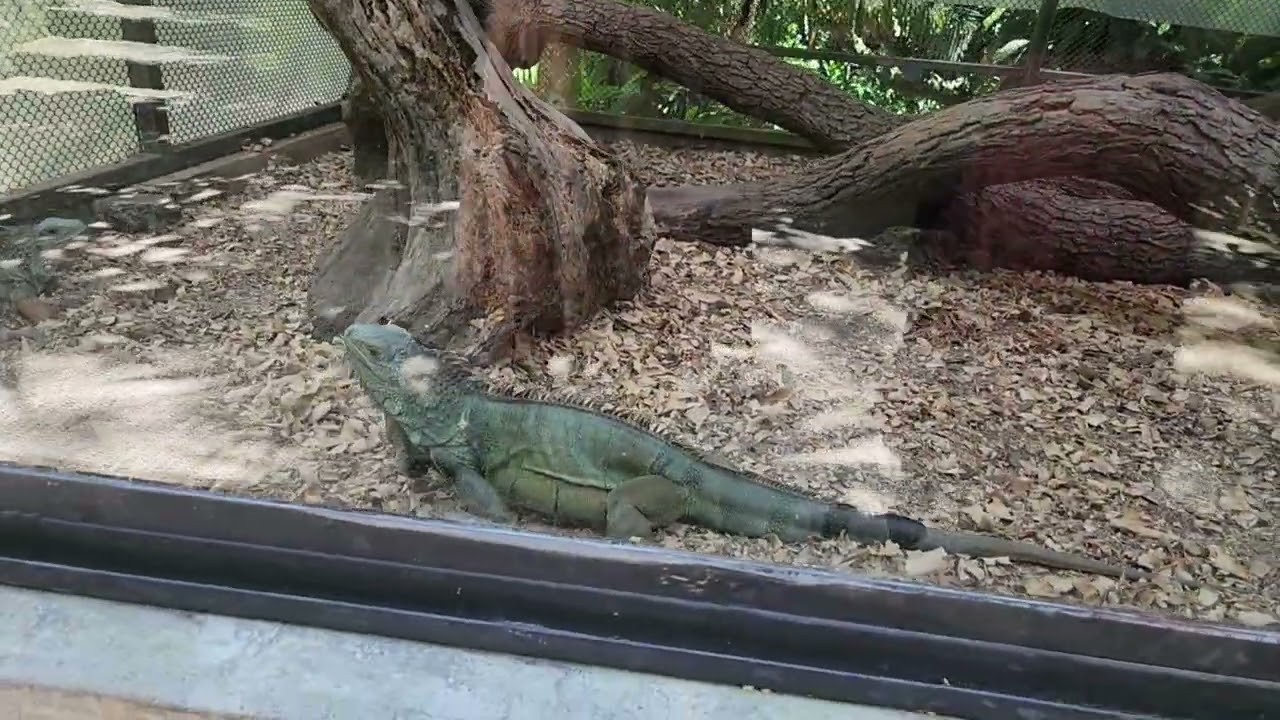 #jungle #wildlife #mauritius #monkey #iguana #crocodile #4kvideo #birdsounds #naturalsound #travel