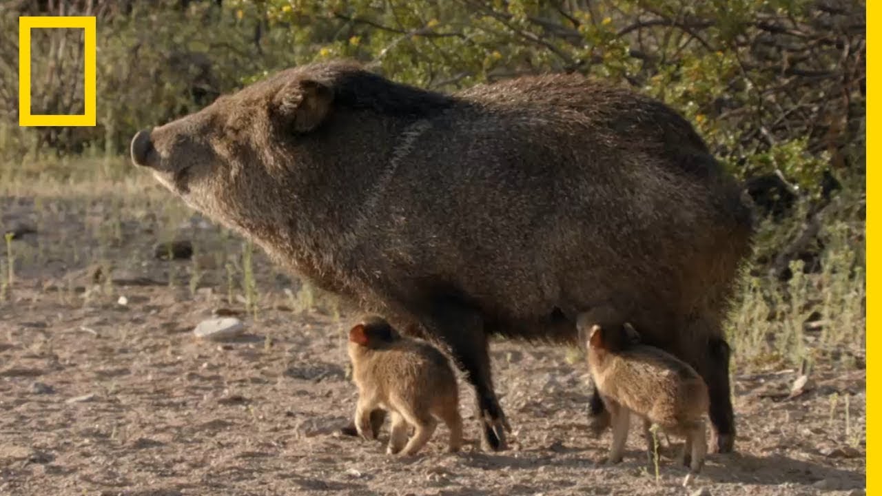 Une maman pécari affronte un coyote pour protéger ses petits