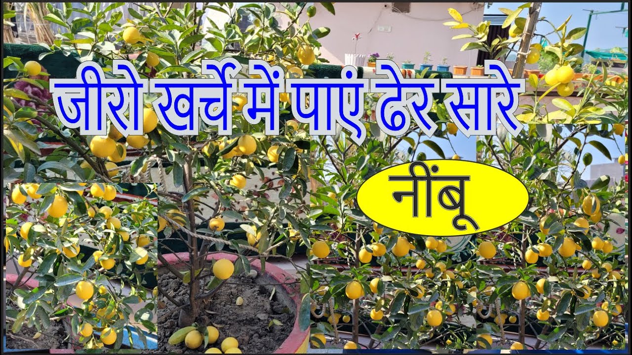 Zero Kharche Me Payeen Dher Sare Nimbu || How to Get Plenty Of Lemons From Lemon Plant ||