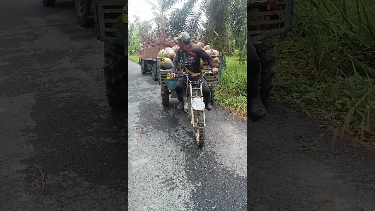 kait kelapa tinggi betul pokoknya dekat sini tak ada yg mau panjat kelapa