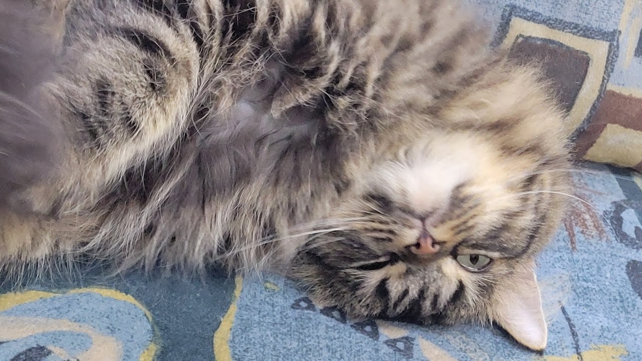 【こんなんじゃ…💧破産してしまうよ…⁉️😿】Smile to Heart 【譲渡型保護猫カフェ】ねこまる がライブ配信中！