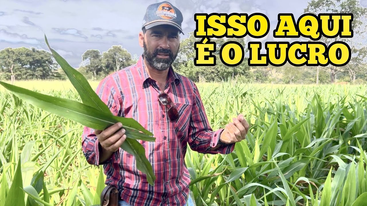 O QUE HOUVE COM O MILHO SAFRINHA