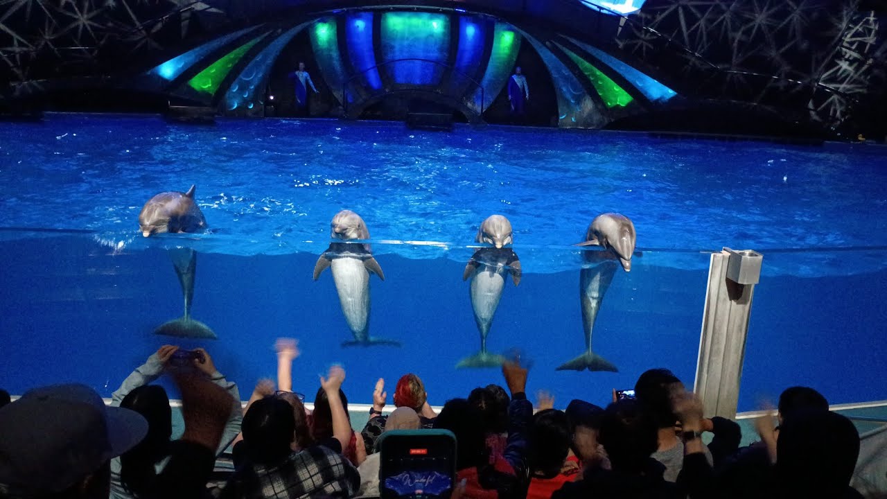 Destination: Dolphin The Most Wonderful Time of the Year | Georgia Aquarium | Ft Snow Finale