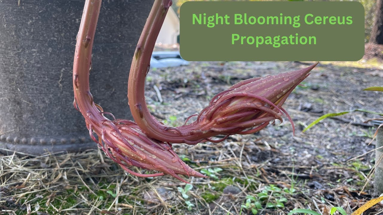 PROPAGATING NIGHT BLOOMING CEREUS - Quick and Easy Tips        #propagation