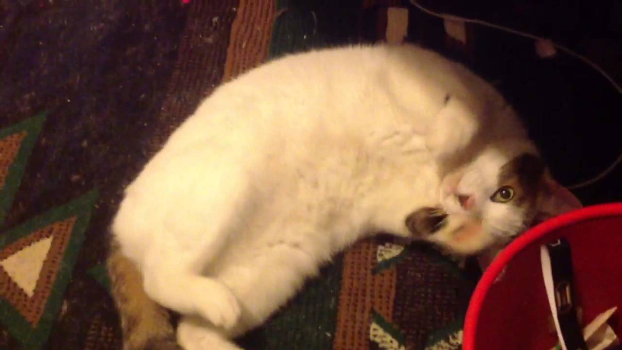 My cat is so high