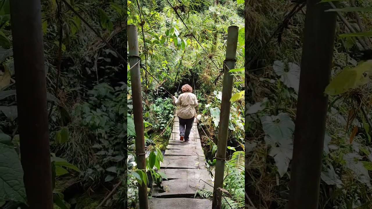 Cocora Valley, Kolumbia