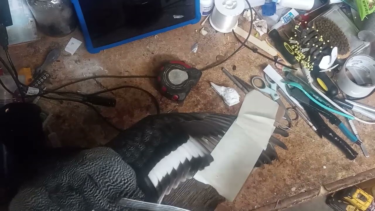 AAR TAXIDERMY: WING WIRING FOR FLYING BIRD / TAPING PROCEDURE