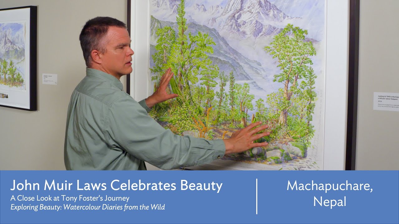 Machapuchare, Nepal: John Muir Laws Celebrates Beauty
