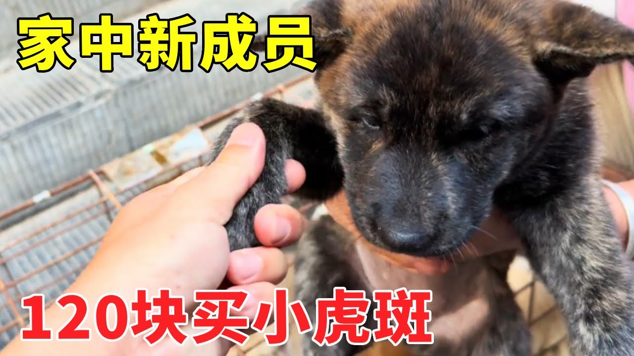 120块钱买来一只虎斑，凶完大伯还敢挑衅大狗，随时随地要洗澡太调皮了！【乡野志刚】