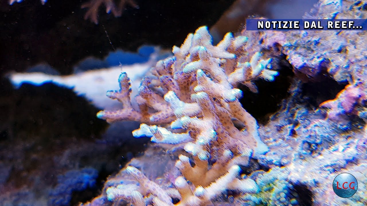 Notizie dal reef - Improvvisa degenerazione della Seriatopora caliendrum
