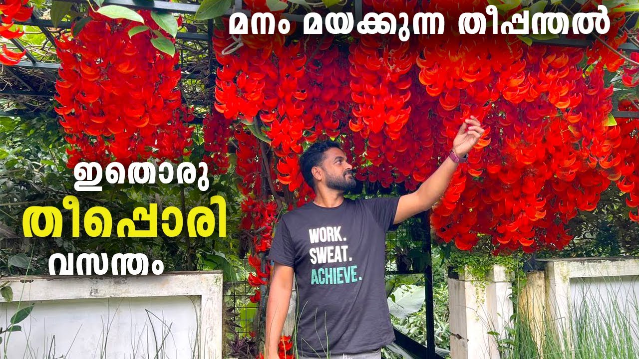 തീ🔥തീ🔥തീ🔥വിളിക്ക് ആശാനേ ഫയർഫോഴ്സിനെ😳ജേഡ് വൈൻ എവിടെയും എങ്ങനെയും പൂപ്പിക്കാംRED JADE VINE FLOWER