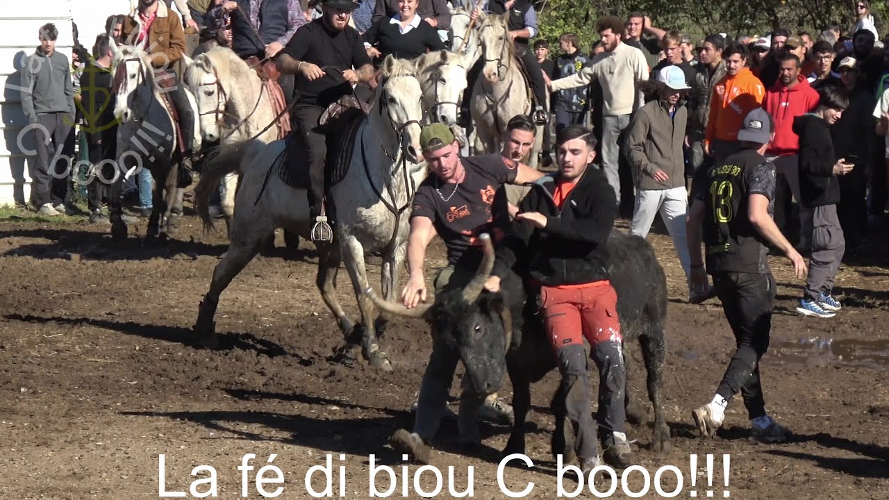 Bandido/Attrapa&iuml;res - manade de l'&Eacute;trier - 09.11.2025.