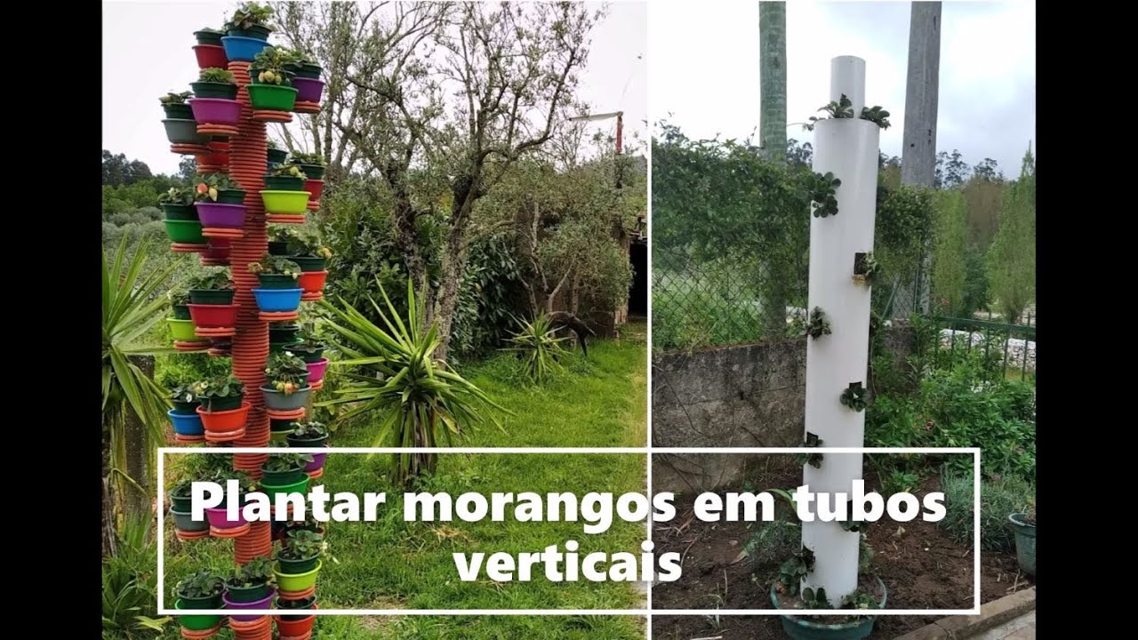 Plantação de morangos em tubos verticais