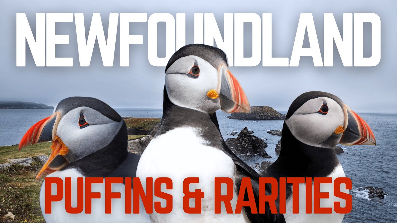 If You Love Birds... You NEED to go HERE | Birding in Newfoundland