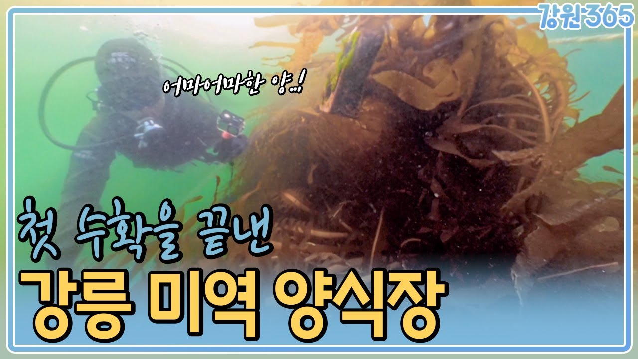 강원도 바다에서 미역 양식을 시도하는 이유? / MBC강원영동 250528 방송
