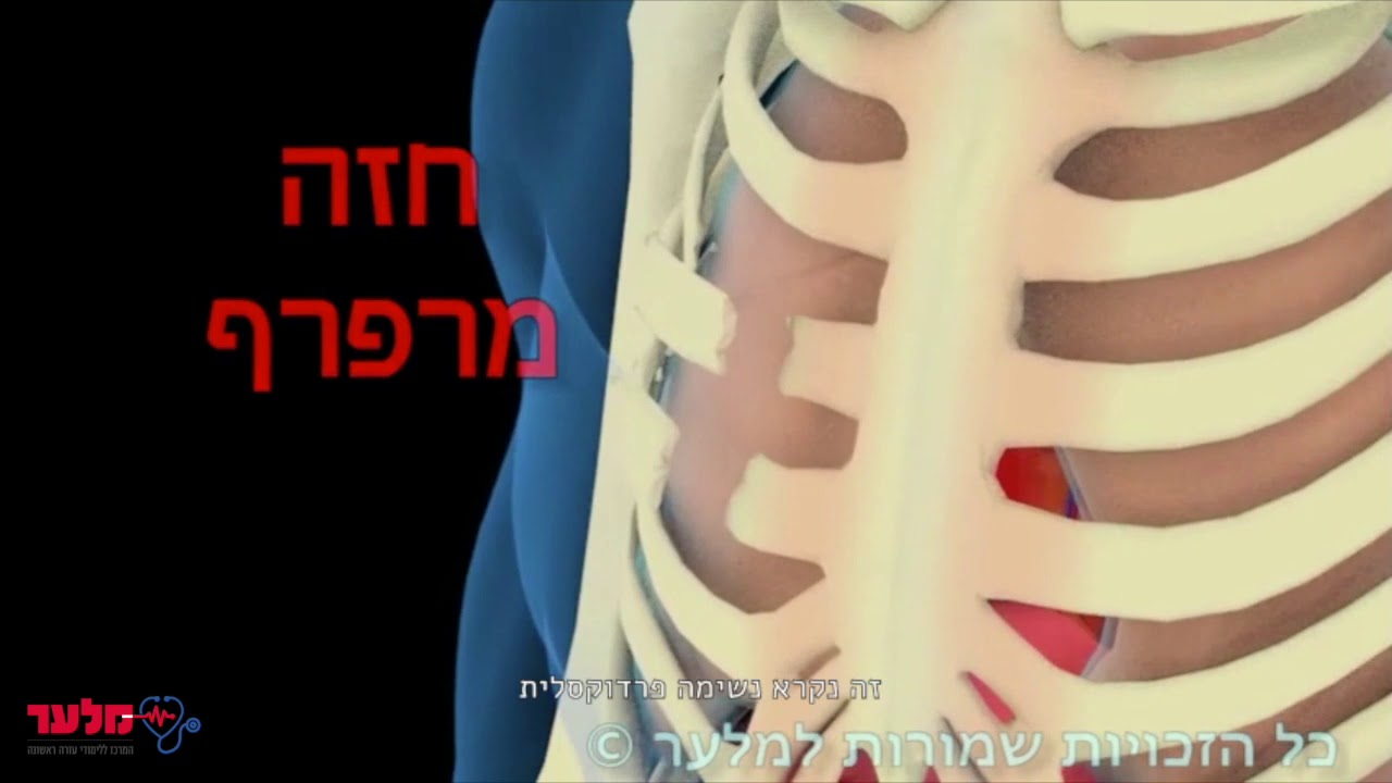 פגיעות חזה ובטן | מלער- קורס עזרה ראשונה אוליין