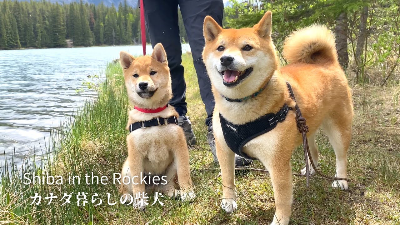 花咲く初夏の湖で仲良くハイキングを楽しむ柴犬の姉弟【4K】バンフ国立公園