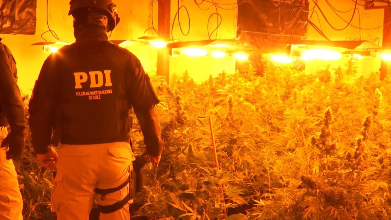 Caen integrantes de mafia china con gigantesco megacultivo de marihuana