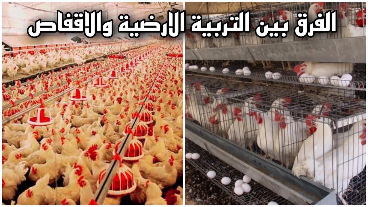 الفرق بين تربية الدجاج في اقفاص (بطاريات) او على الارض