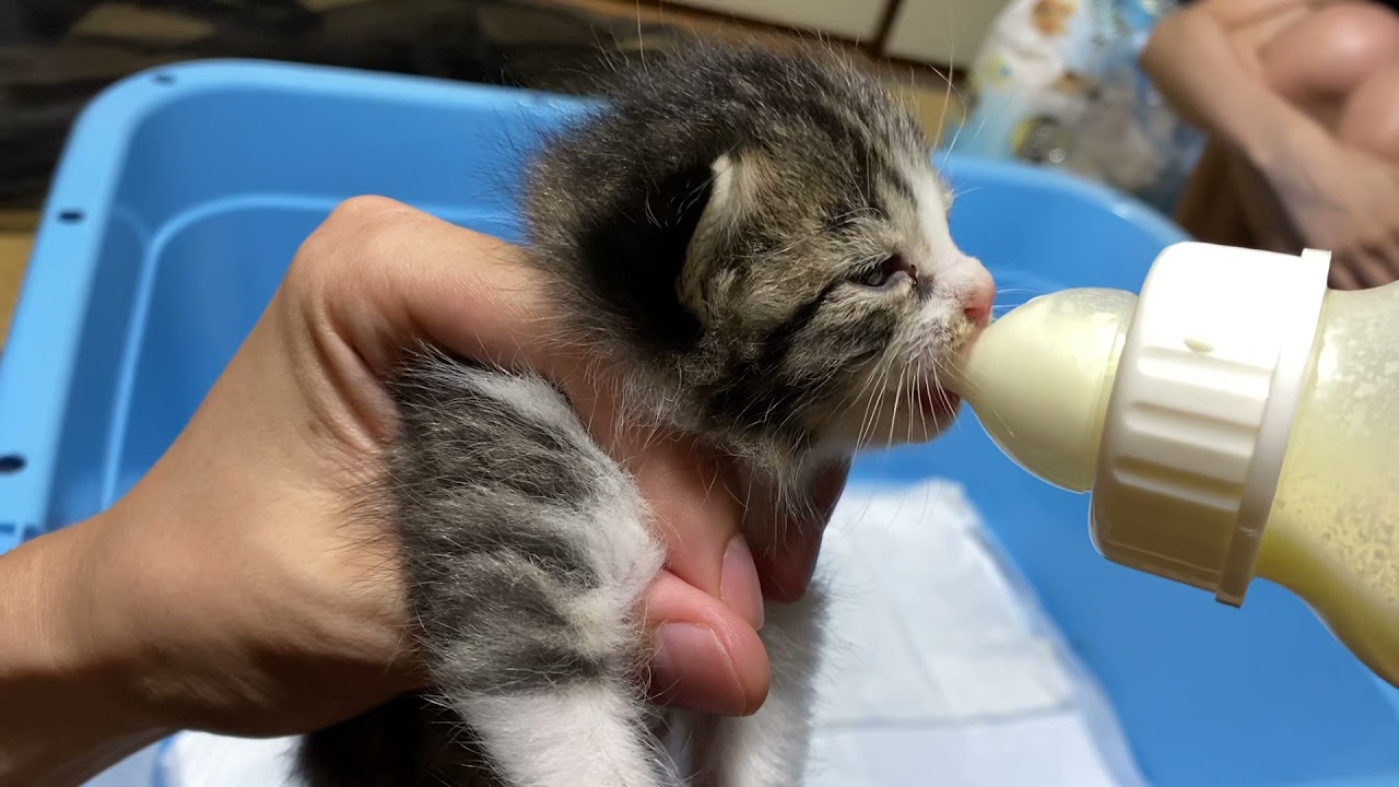 4兄弟猫 生後3週間 夜のミルク