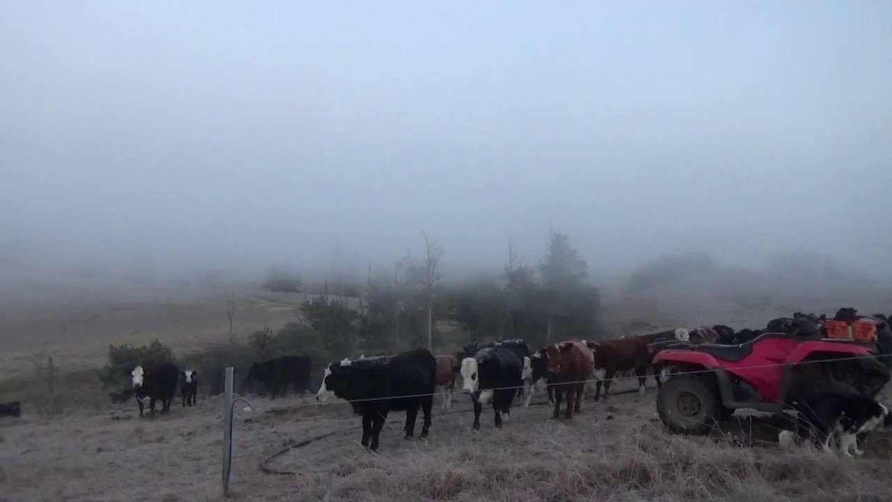 Fisrt cow shift low